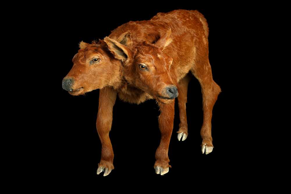 A taxidermy two headed calf by Simon 'the stuffa' Wilson